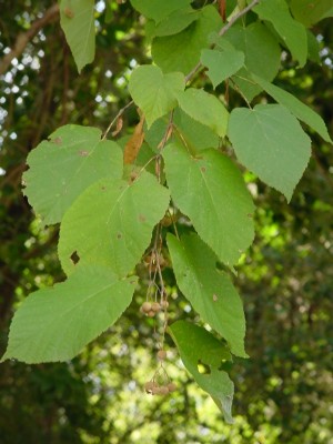 Carolina Basswood